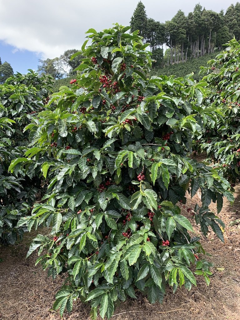 Max’s Natural Coffee Farm