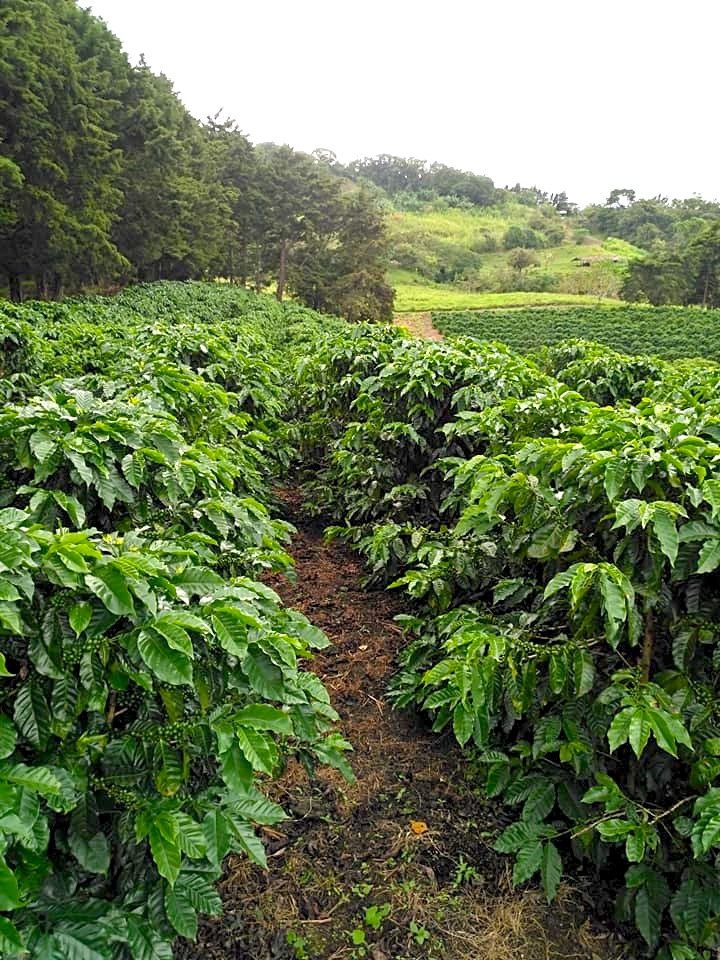 Boyerito’s Coffee Farm