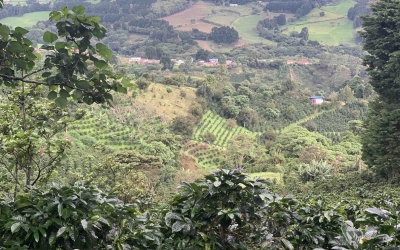 Amid COVID-19 Pandemic Coffee Micro Lots are still growing!