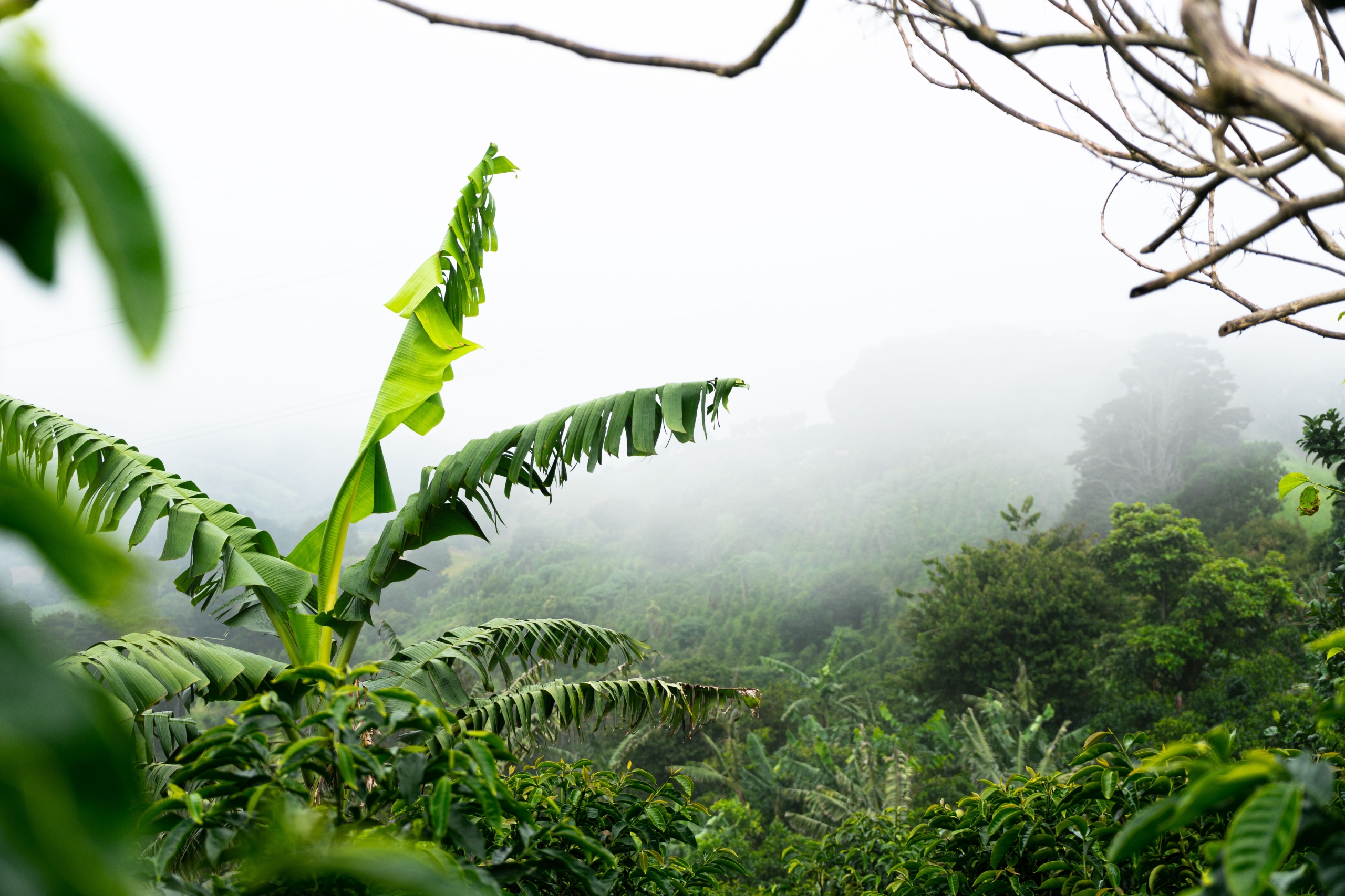 Costa Rican Coffee Regions